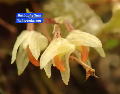 Bulbophyllum Tuberculatum