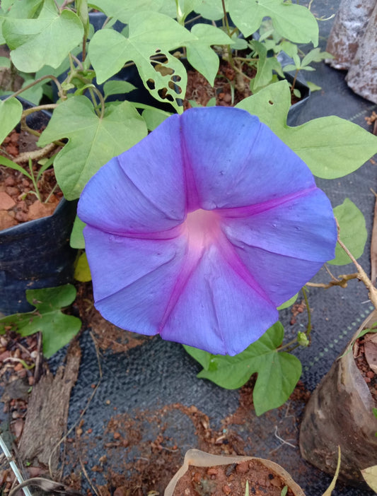 Morning glory plant