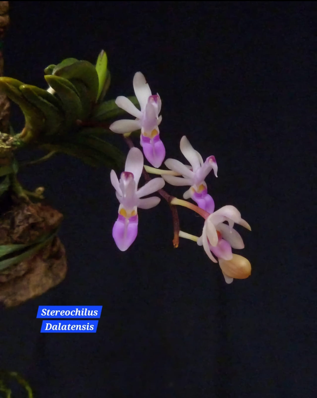 Stereochilus Dalatensis miniature orchid