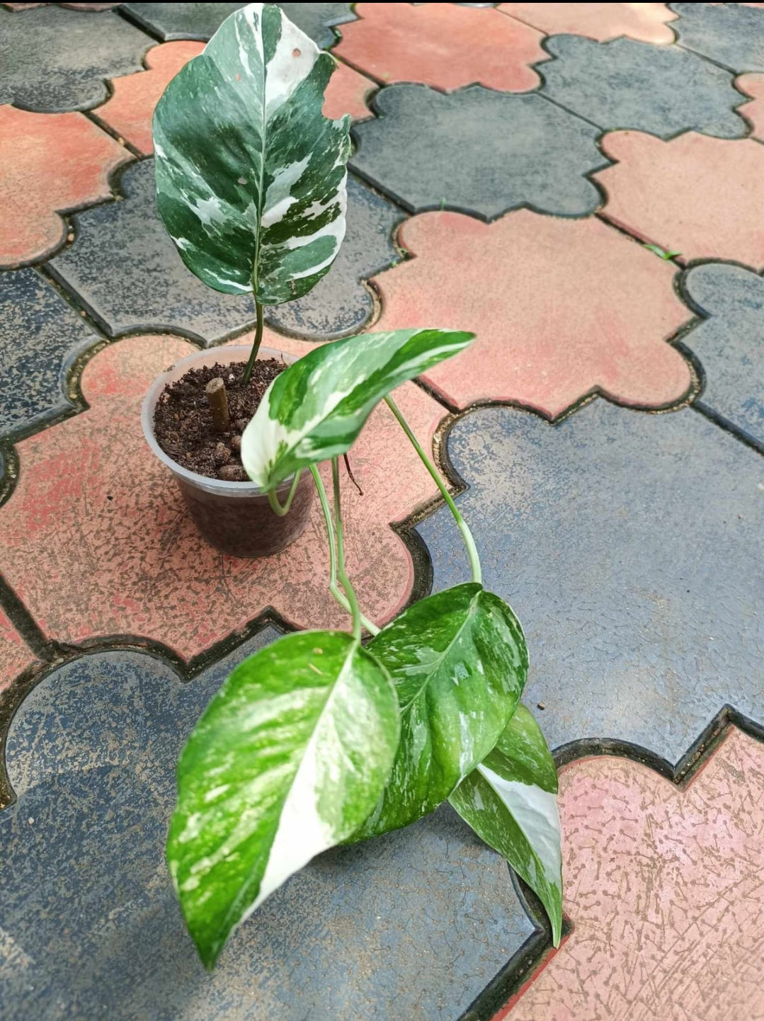 Philo Epipremium Pinnatum variegated plant