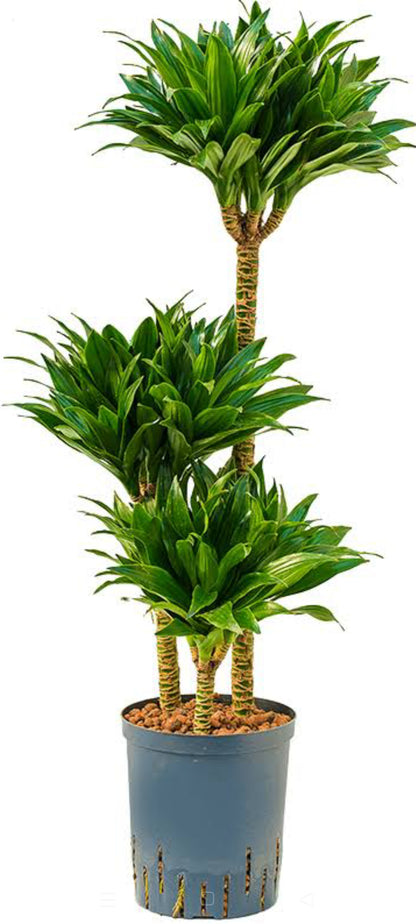 Dracaena Compacta