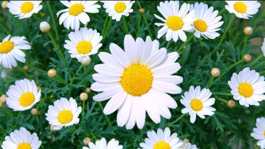 Daisy (chrysanthmum Paludosam) winter Flower seeds