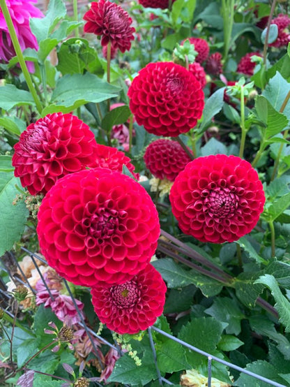 Buy Dahlia Pompon Bulbs Online in India | Colorful Ball Shape Flower Bulbs for Home Garden