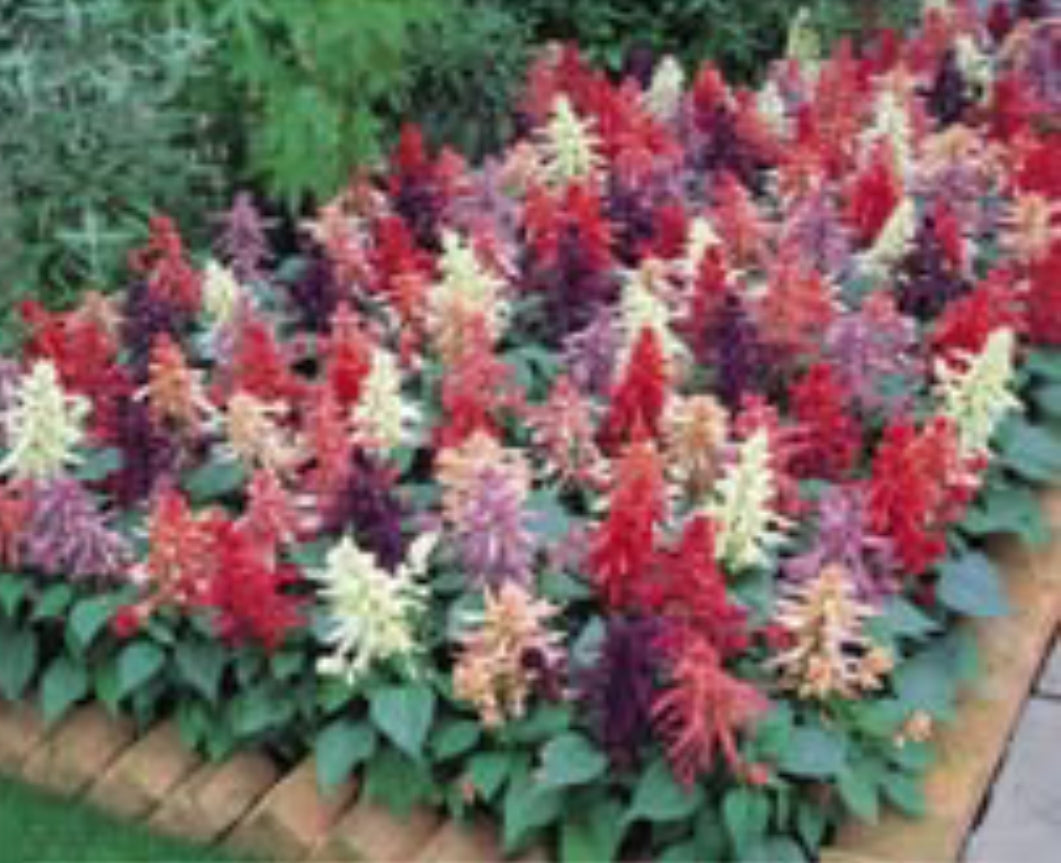 Salvia Vista PanAm winter Flower seeds