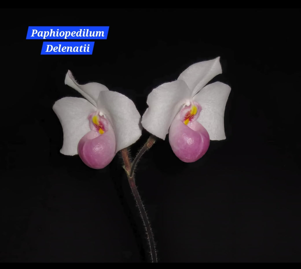 Paphiopedilum Delenatii