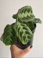 Maranta Cat Moustache