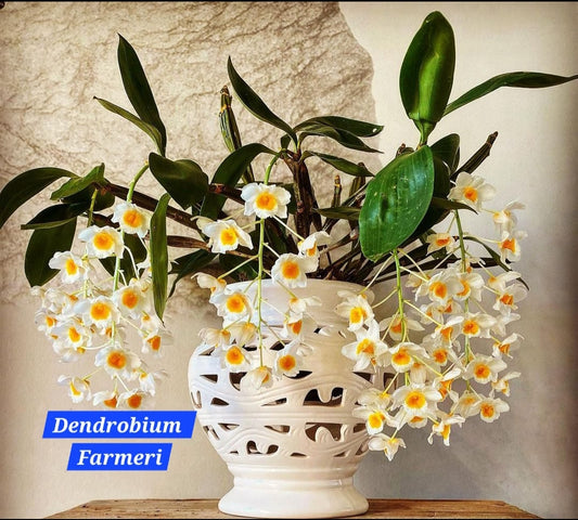 Dendrobium Farmeri (Large Size)