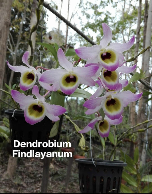 Dendrobium Findlayanum