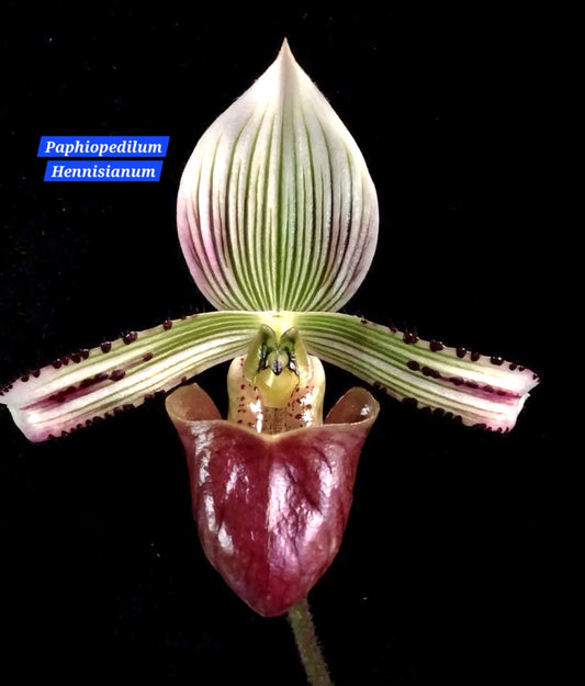 Paphiopedilum Hennisianum