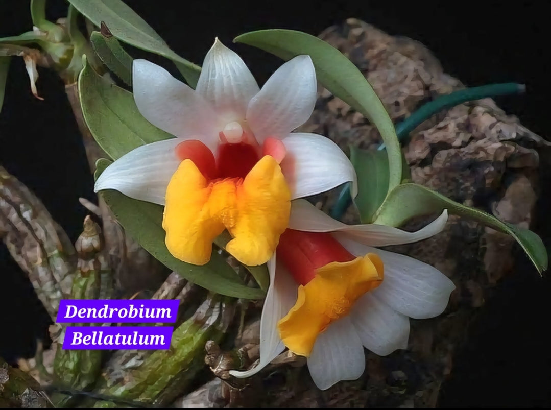 Dendrobium Bellatulum