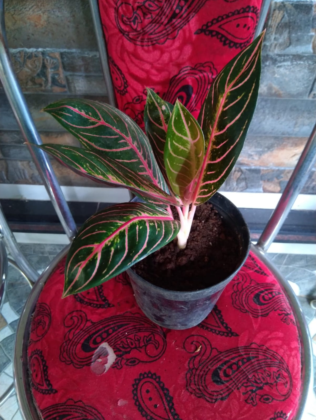 Aglaonema Sumatra