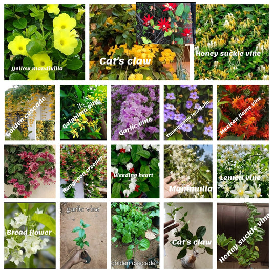Flowering Vine for Indian Climate| creeper plant