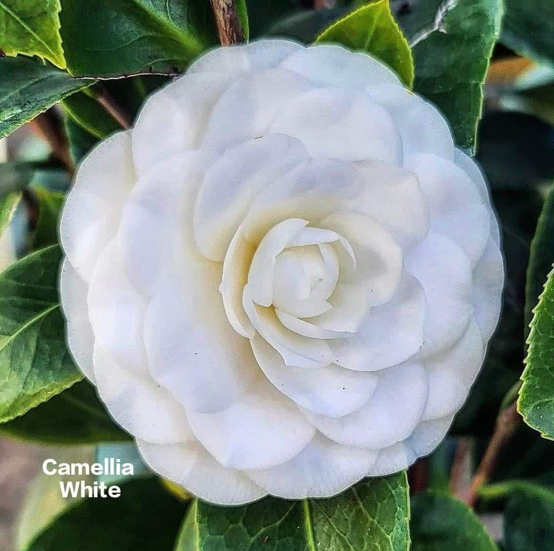 Camelia White