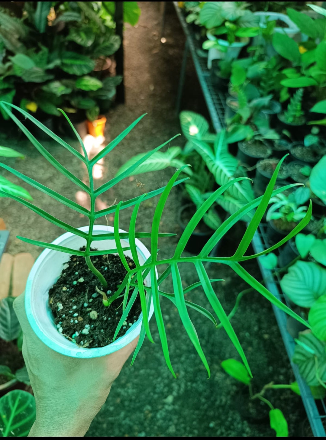 Philodendron Tortum plant (Node Plant Indoor)