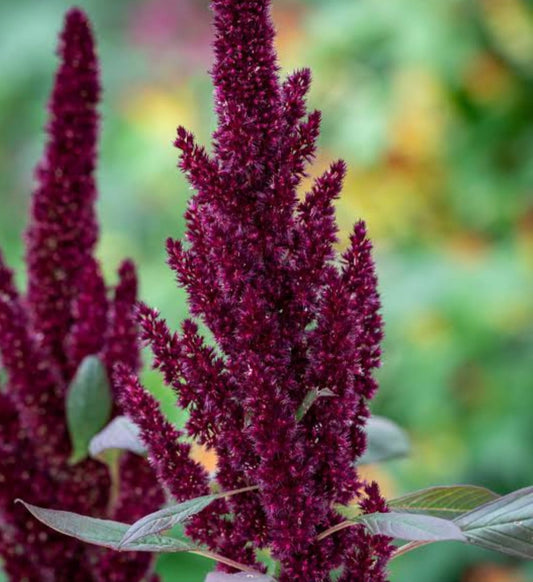 Amaranthus pygmy torch summer Flower seeds