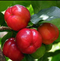 Barbados cherry fruit plant