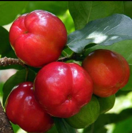 Barbados cherry fruit plant