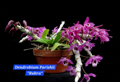 Dendrobium Parishii (Rubra)