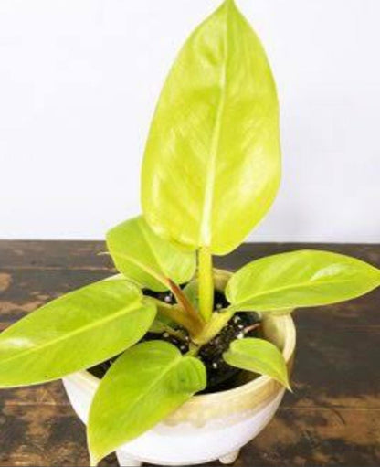 Philodendron - Golden Malinonni plant | Indoor plants