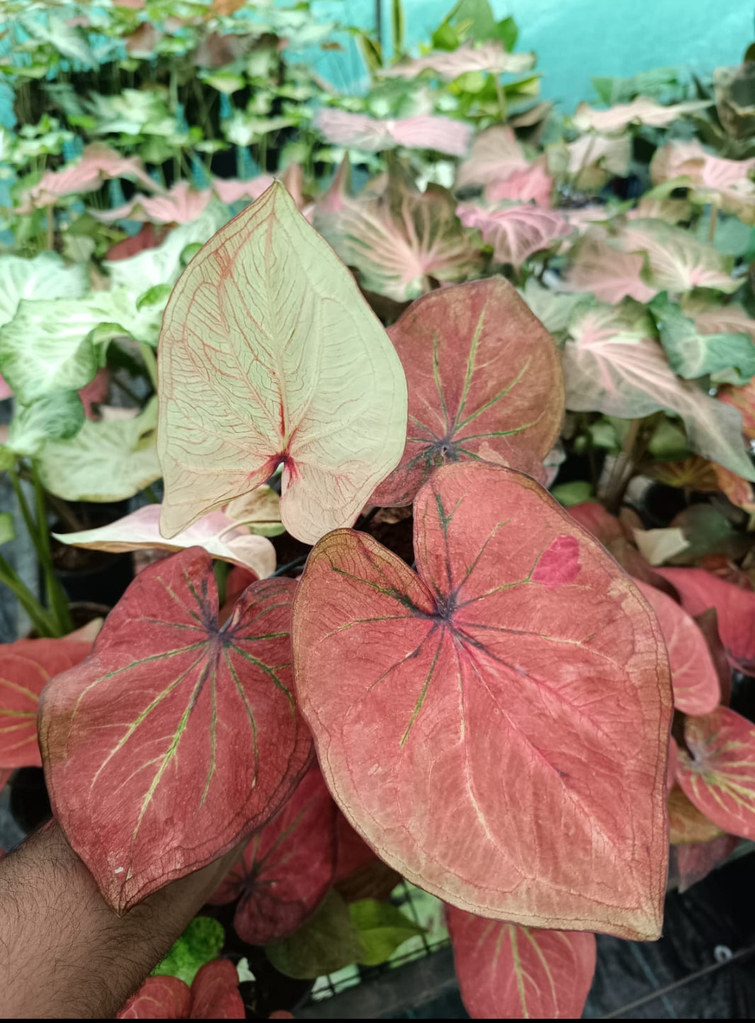 Thailand Dwarf Caladium plant