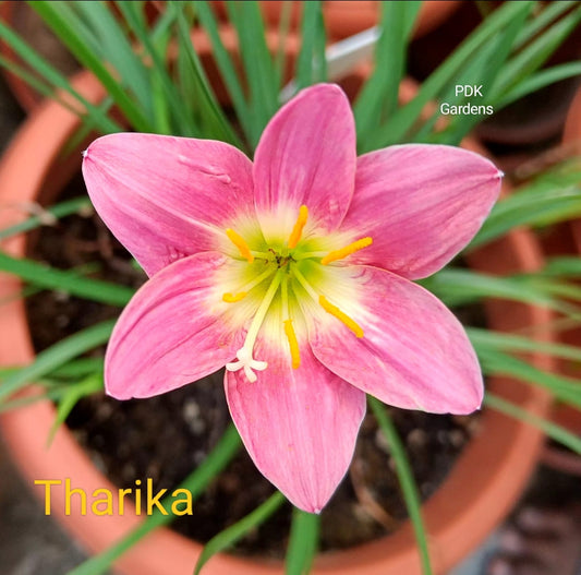 Tharika Rain Lily bulb