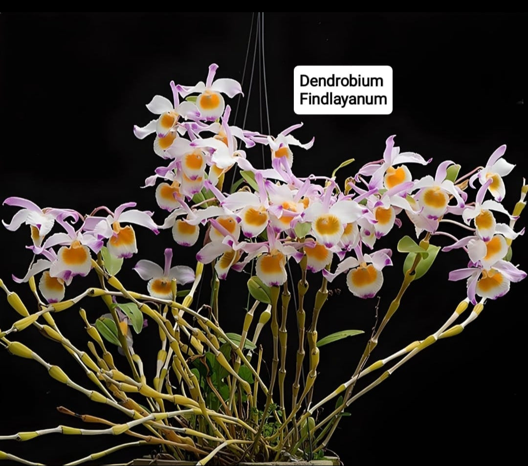 Dendrobium Findlayanum