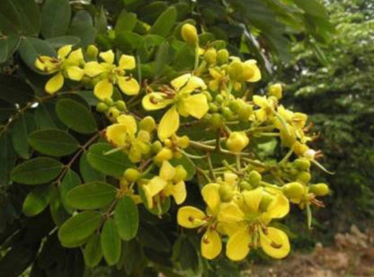 Casia Saiamia flowering tree