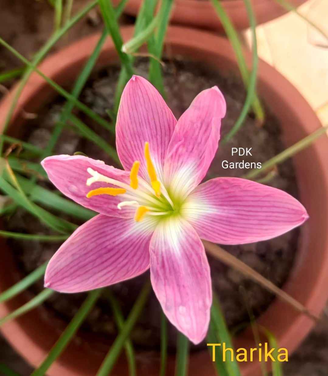 Tharika rain Lily bulb