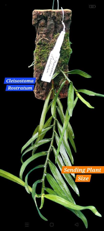 Cleisostoma Rostratum