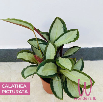 Calathea 6