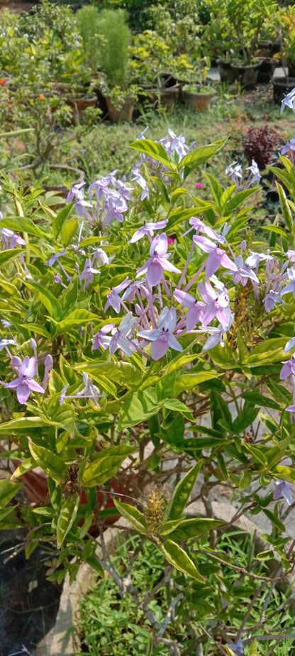 Pseuderanthemum flowering plants