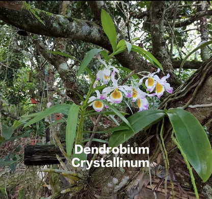 Dendrobium Crystallinum