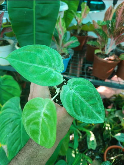 Syngoniyam Macrophyllum Frosted Heart Plant (Indoor Semishade plant)