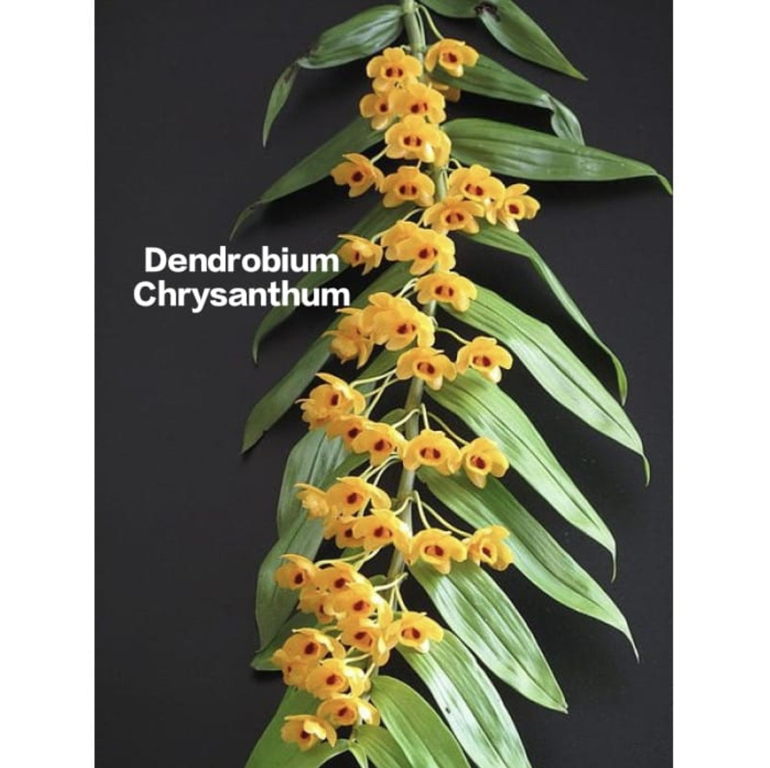 Dendrobium Chrysanthum