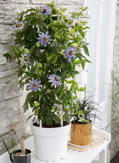 Passiflora Passion flower ( krishna kamal) "Rakhi bel" shop now ( best creeper flowering plants)