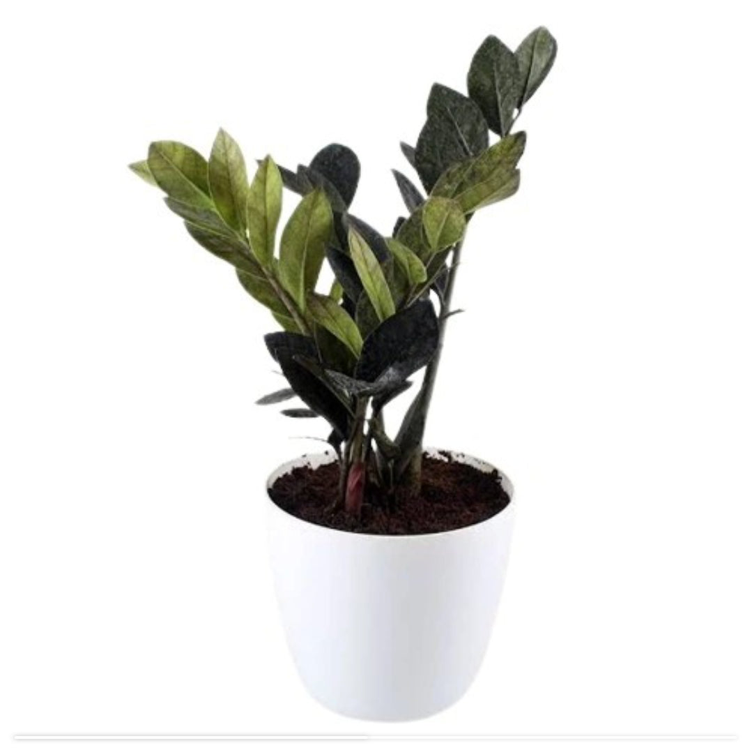 Black ZZ plant/ Black ravan plant indoor plant Good
