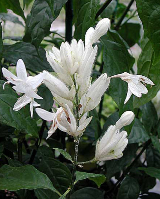 White fieldia elongate plant (Shrub Plant)