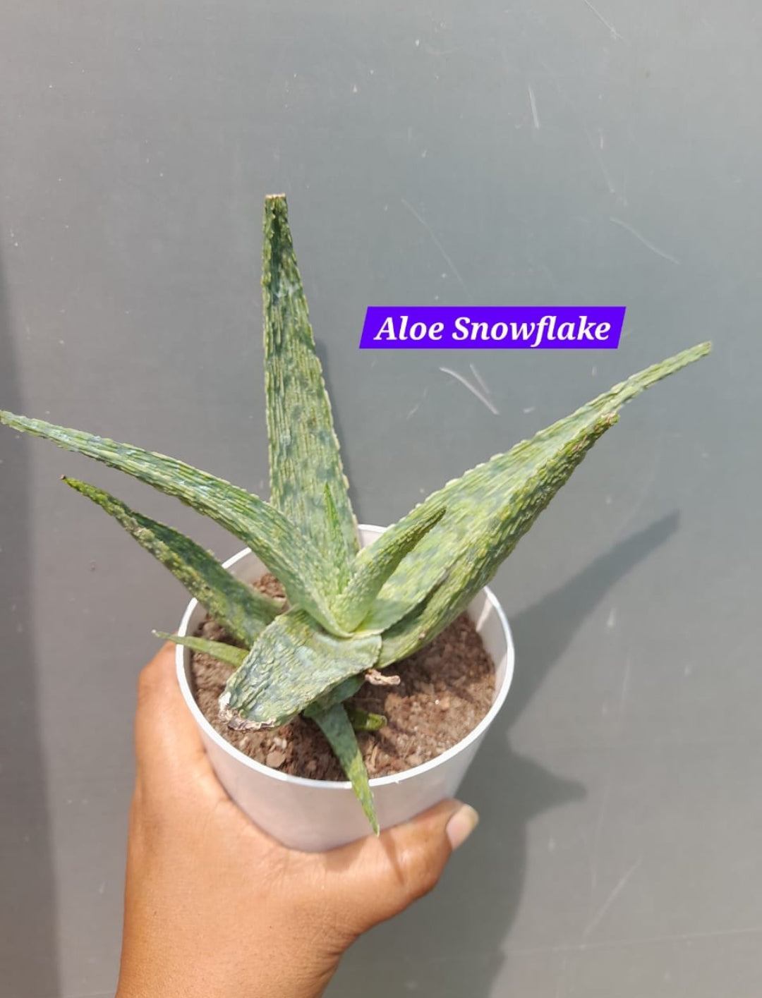 Aloe snowflake