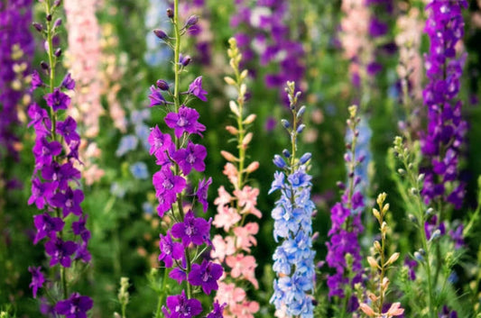 Larkspur mix winter Flower seeds