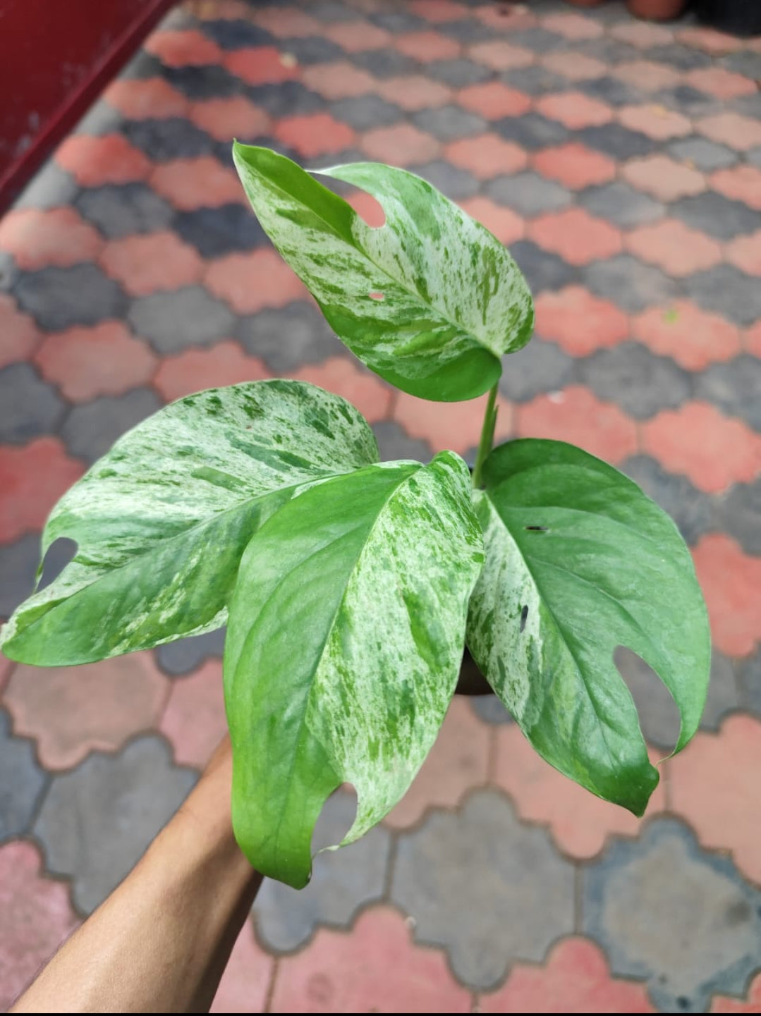 Epipremnum Pinnatum Marble Veriegated Plant (Semishade marble King)