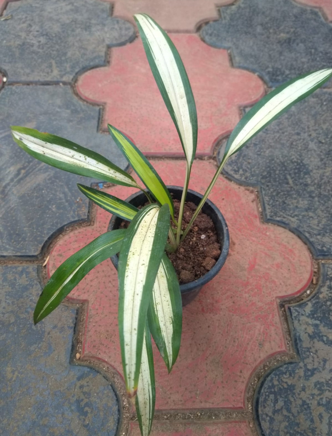 Chlorophytum (Semishade varieties)