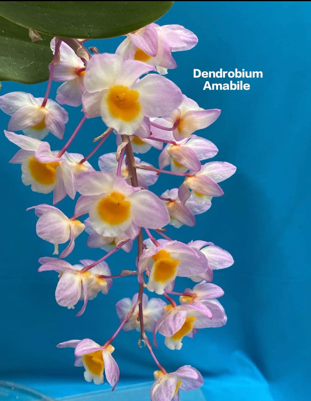 Dendrobium Amabile Mature Orchid