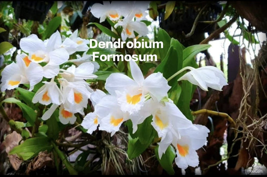 Dendrobium Formosum