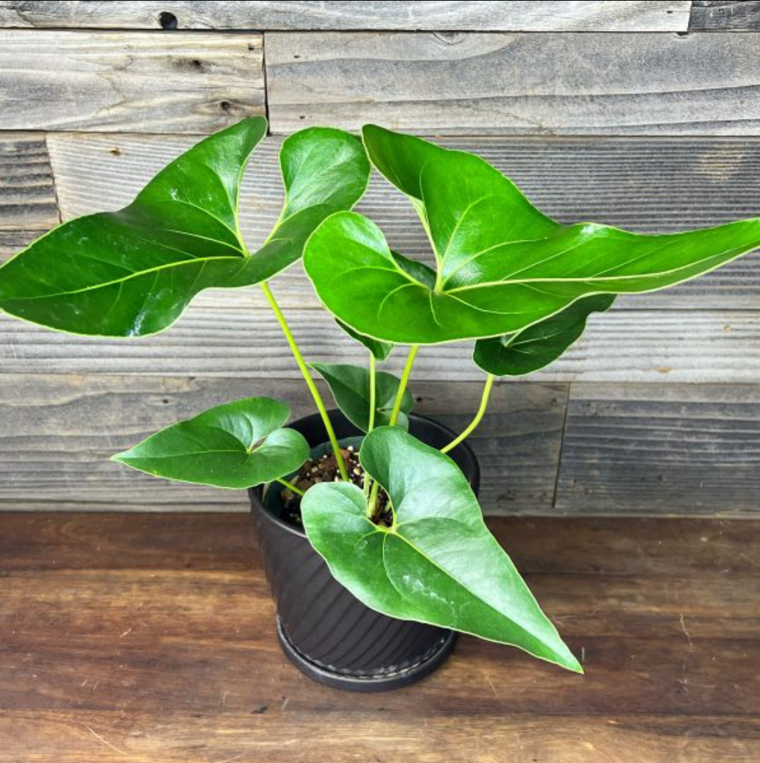 Anthurium Browni Plant