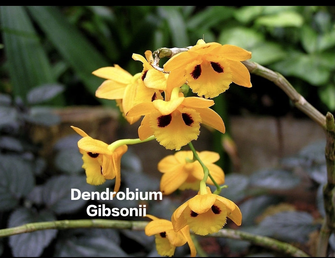 Dendrobium Gibsonii