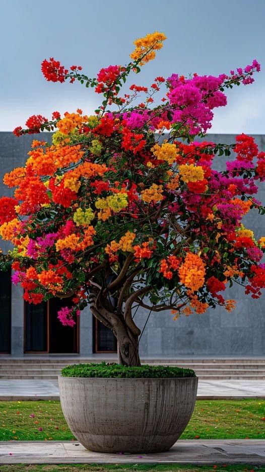 Multicoler Bougainville plant |bougainvillea mixed colors|bougainvillea varieties colors|multicolor bougainvillea plant| multicoler flowering plant