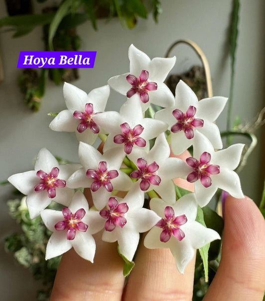 Hoya Bella