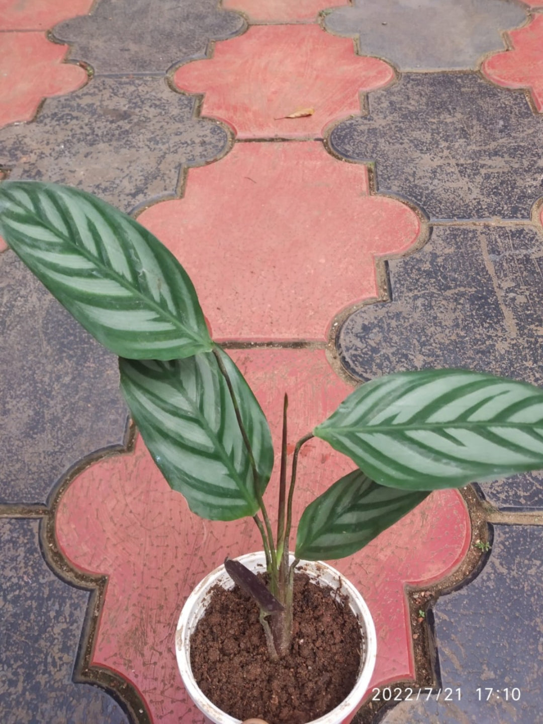 Compact Star (Calathea Varity)