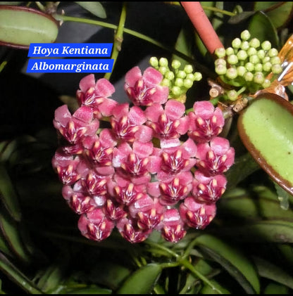 Hoya Kentiana Albomarginata