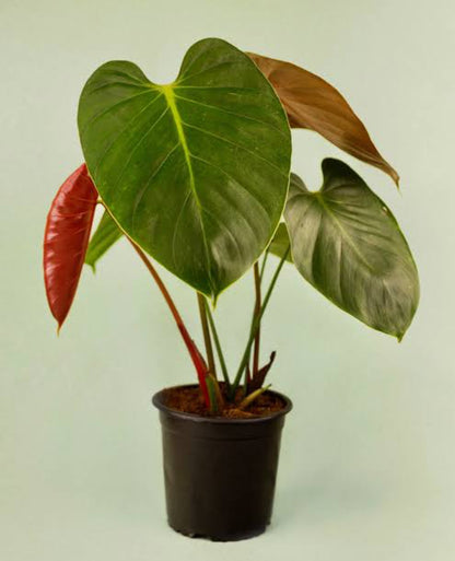 Philodendron Lynami Plant